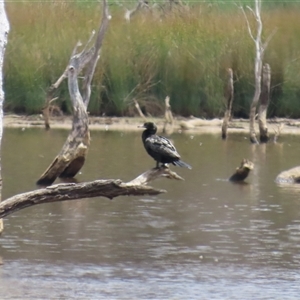 Phalacrocorax sulcirostris at Throsby, ACT - 20 Nov 2024