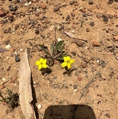 Goodenia hederacea (Ivy Goodenia) at Murrumbateman, NSW - 21 Nov 2024 by Batogal