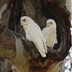 Cacatua sanguinea (Little Corella) at Throsby, ACT - 20 Nov 2024 by RodDeb