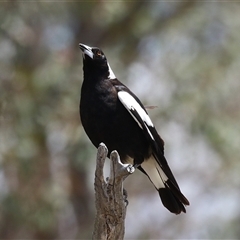 Gymnorhina tibicen (Australian Magpie) at Throsby, ACT - 20 Nov 2024 by RodDeb