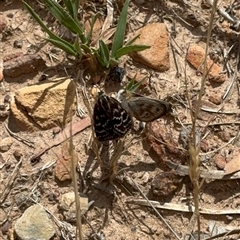 Synemon plana (Golden Sun Moth) at Murrumbateman, NSW - 21 Nov 2024 by Batogal