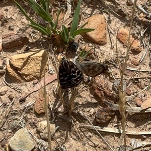 Synemon plana at Murrumbateman, NSW - 21 Nov 2024 02:13 PM
