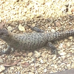 Egernia cunninghami at Bungendore, NSW - suppressed