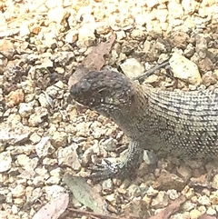 Egernia cunninghami at Bungendore, NSW - suppressed