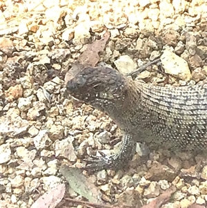 Egernia cunninghami at Bungendore, NSW - suppressed