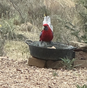 Platycercus elegans (Crimson Rosella) at Bungendore, NSW by yellowboxwoodland