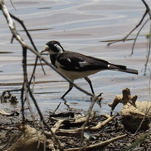 Grallina cyanoleuca at Throsby, ACT - 20 Nov 2024 12:24 PM