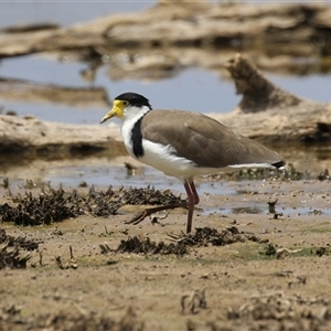 Vanellus miles (Masked Lapwing) at Throsby, ACT by RodDeb