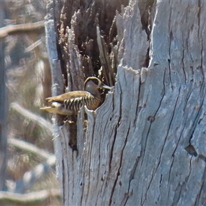 Malacorhynchus membranaceus at Throsby, ACT - 20 Nov 2024