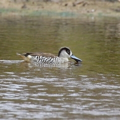 Malacorhynchus membranaceus at Throsby, ACT - 20 Nov 2024