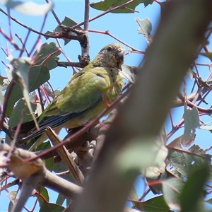 Psephotus haematonotus (Red-rumped Parrot) at Throsby, ACT by RodDeb