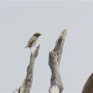 Pardalotus striatus at Throsby, ACT - 20 Nov 2024