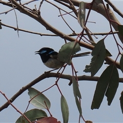 Malurus cyaneus (Superb Fairywren) at Throsby, ACT - 20 Nov 2024 by RodDeb