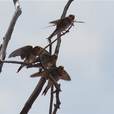 Hirundo neoxena (Welcome Swallow) at Throsby, ACT - 20 Nov 2024 by RodDeb