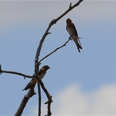 Hirundo neoxena at Throsby, ACT - 20 Nov 2024 12:10 PM