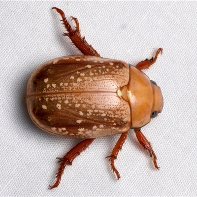 Anoplognathus concolor (Christmas beetle) at Bulli, NSW - 20 Nov 2024 by jb2602