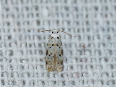 Erechthias simulans (A Clothes moth (Erechthiinae) at Harrison, ACT - 20 Nov 2024 by DPRees125