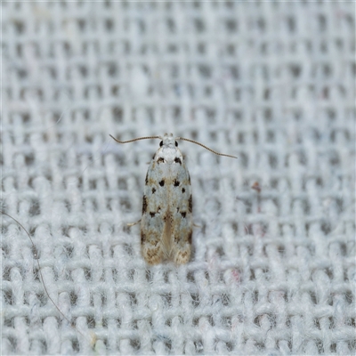 Erechthias simulans (A Clothes moth (Erechthiinae) at  - suppressed by DPRees125