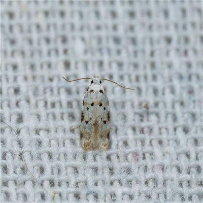 Erechthias simulans (A Clothes moth (Erechthiinae) at Harrison, ACT - 20 Nov 2024 by DPRees125