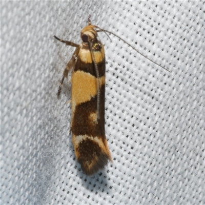 Macrobathra chrysotoxa (A cosmet moth) at Freshwater Creek, VIC - 16 Nov 2024 by WendyEM