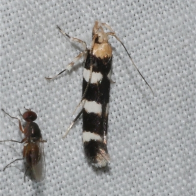 Limnaecia camptosema (Cosmopterigid) at Freshwater Creek, VIC - 16 Nov 2024 by WendyEM