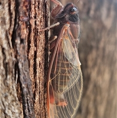 Yoyetta denisoni (Black Firetail Cicada) at Whitlam, ACT - 20 Nov 2024 by Wolfdogg