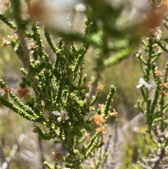 Olearia floribunda (Heath Daisy-bush) at Cotter River, ACT - 20 Nov 2024 by nathkay