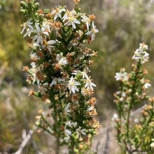 Olearia floribunda at Cotter River, ACT - 20 Nov 2024