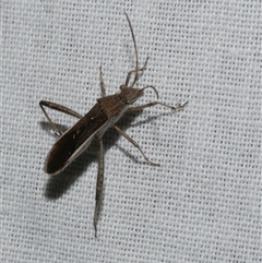 Melanacanthus margineguttatus (Bean Bug) at Freshwater Creek, VIC - 16 Nov 2024 by WendyEM