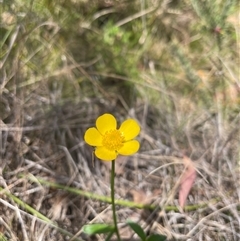 Ranunculus lappaceus (Australian Buttercup) at Cotter River, ACT - 20 Nov 2024 by nathkay