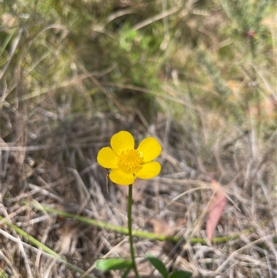 Ranunculus lappaceus (Australian Buttercup) at Cotter River, ACT - 20 Nov 2024 by nathkay