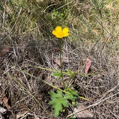 Ranunculus lappaceus at Cotter River, ACT - 20 Nov 2024 02:03 PM