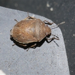 Dictyotus caenosus (Brown Shield Bug) at Freshwater Creek, VIC - 16 Nov 2024 by WendyEM