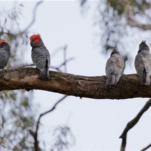 Callocephalon fimbriatum (Gang-gang Cockatoo) at Acton, ACT by richardm