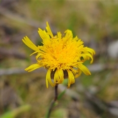 Podolepis jaceoides (Showy Copper-wire Daisy) at Captains Flat, NSW - 21 Nov 2024 by Csteele4