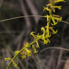 Stackhousia viminea (Slender Stackhousia) at Captains Flat, NSW - 21 Nov 2024 by Csteele4