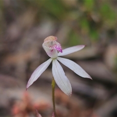 Caladenia moschata (Musky Caps) at Captains Flat, NSW - 21 Nov 2024 by Csteele4