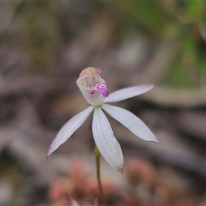 Caladenia moschata at Captains Flat, NSW - suppressed