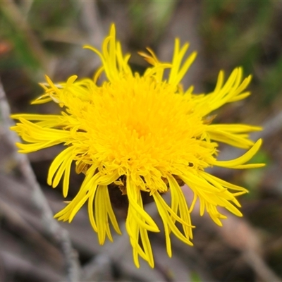 Podolepis jaceoides (Showy Copper-wire Daisy) at Captains Flat, NSW - 21 Nov 2024 by Csteele4