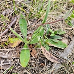 Podolepis jaceoides at Captains Flat, NSW - 21 Nov 2024