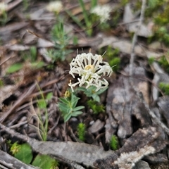 Pimelea linifolia subsp. linifolia (Queen of the Bush, Slender Rice-flower) at Captains Flat, NSW - 21 Nov 2024 by Csteele4