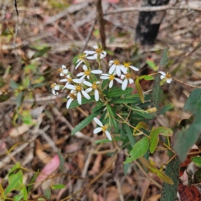 Olearia erubescens (Silky Daisybush) at Rossi, NSW - 21 Nov 2024 by Csteele4