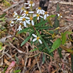 Olearia erubescens at Rossi, NSW - 21 Nov 2024 03:06 PM