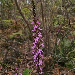 Stylidium armeria subsp. armeria (thrift trigger plant) at Palerang, NSW - 21 Nov 2024 by Csteele4