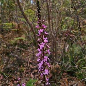 Stylidium armeria subsp. armeria at Palerang, NSW - 21 Nov 2024 02:51 PM