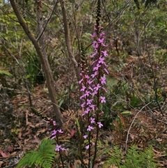 Stylidium armeria subsp. armeria at Palerang, NSW - 21 Nov 2024 02:51 PM