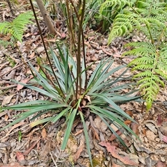 Stylidium armeria subsp. armeria at Palerang, NSW - 21 Nov 2024 02:51 PM