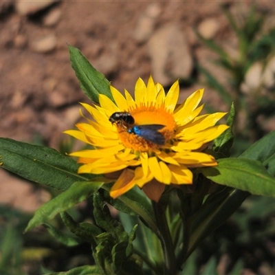 Xerochrysum bracteatum (Golden Everlasting) at Palerang, NSW - 21 Nov 2024 by Csteele4