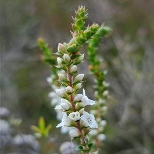 Epacris gunnii at Palerang, NSW - 21 Nov 2024