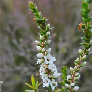 Epacris gunnii at Palerang, NSW - 21 Nov 2024